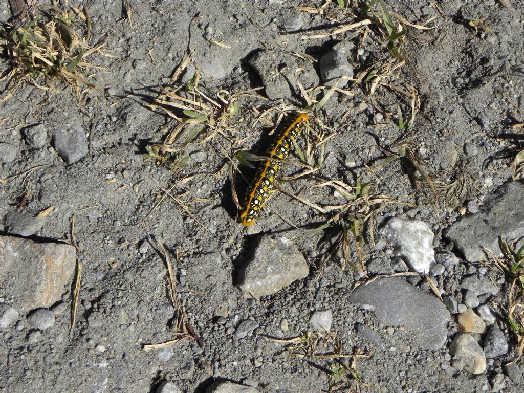 Quale bruco? Hyles euphorbiae - Sphingidae